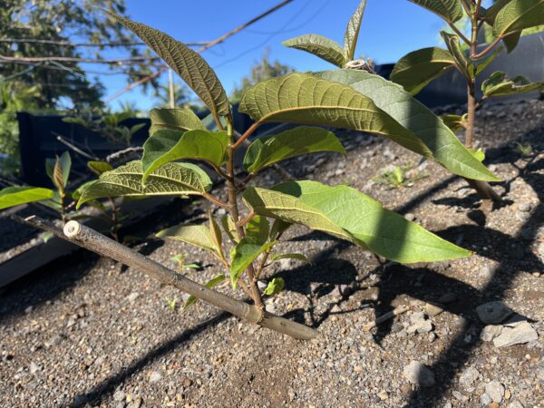 Ficus mauritiana plancon Ficus mauritiana plancon