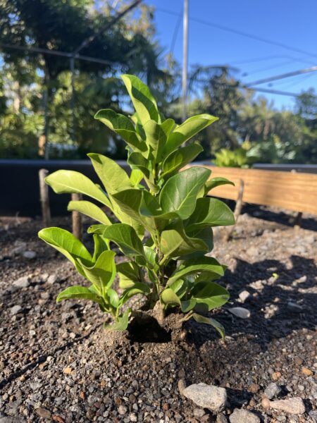 Ficus reflexa bouture Ficus reflexa bouture