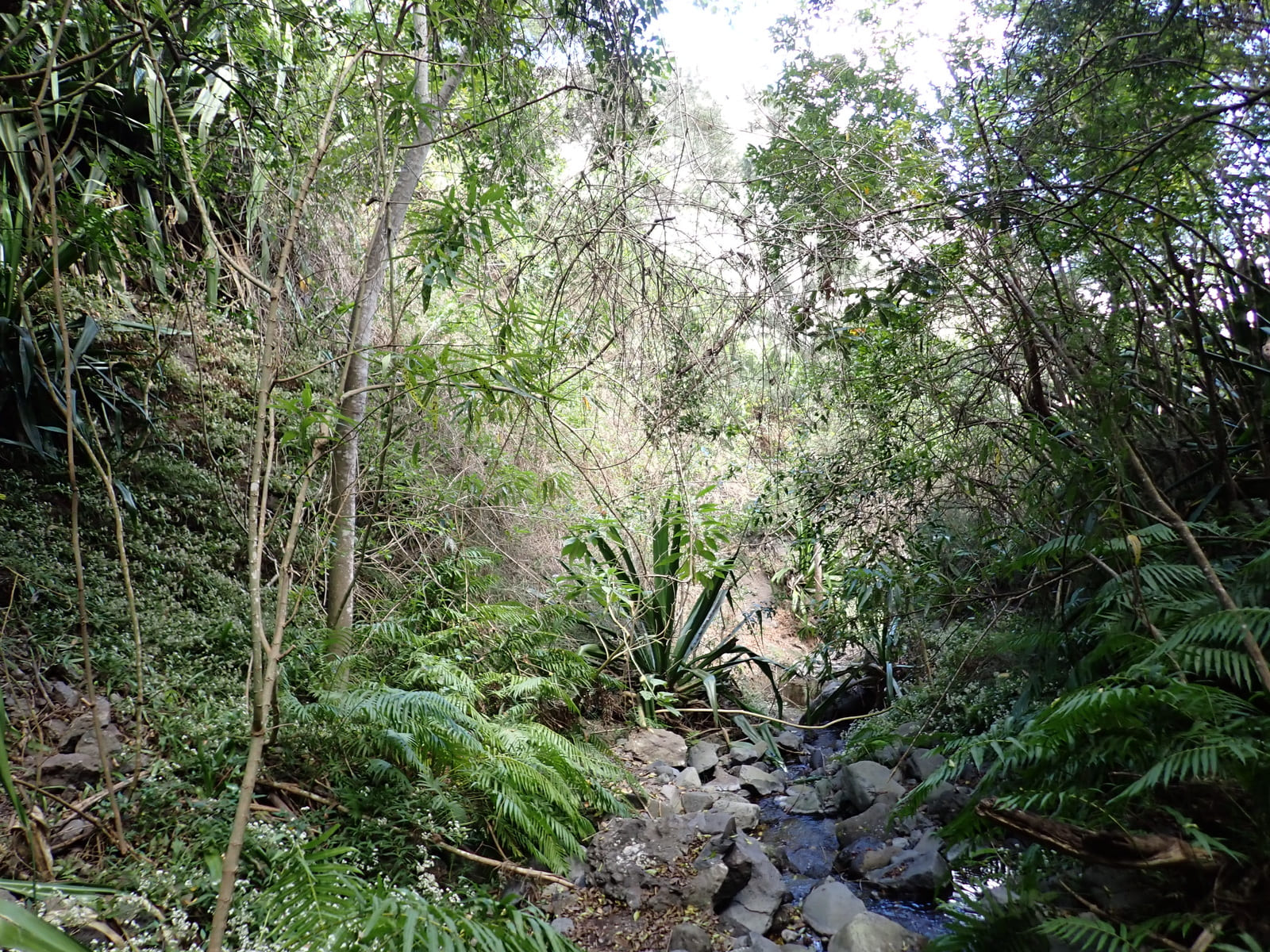 Type01 1 merles Type01 1 merles