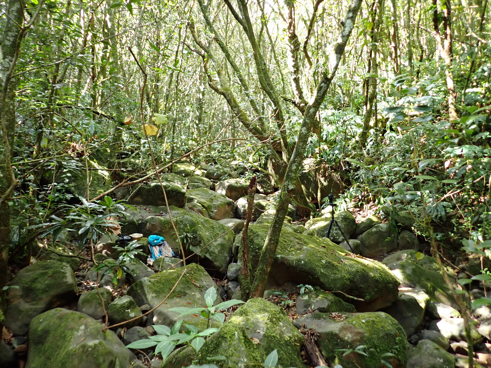 Type02 1 anguille Type02 1 anguille